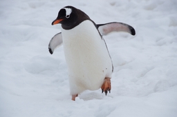 NFT Market Updates: Pudgy Penguin Dominance, Art Blocks Uptrend, Uniswap Marketplace article thumbnail