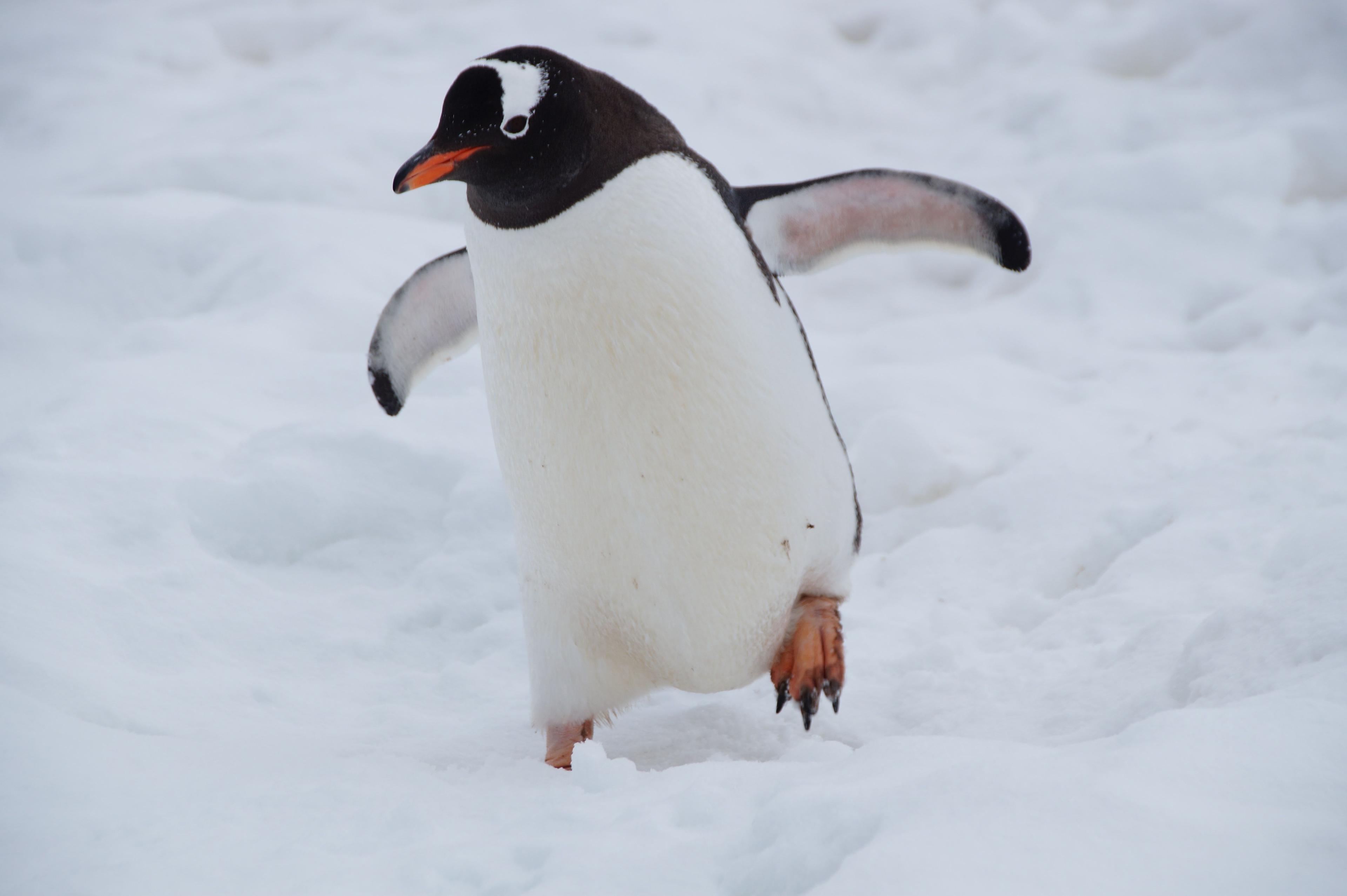 NFT Market Updates: Pudgy Penguin Dominance, Art Blocks Uptrend, Uniswap Marketplace
